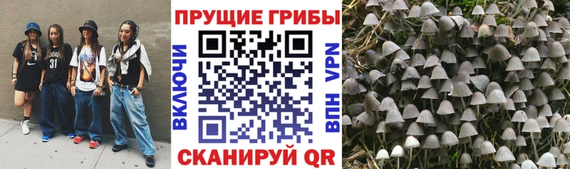 где можно купить наркотик Городовиковск Галлюциногенные грибы Psilocybe